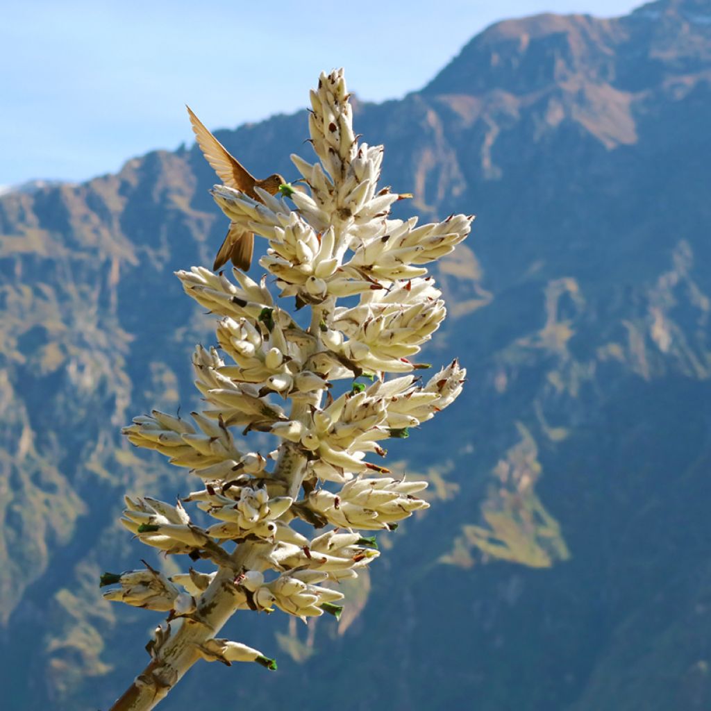 Puya weberbaueri - Broméliacée du Pérou