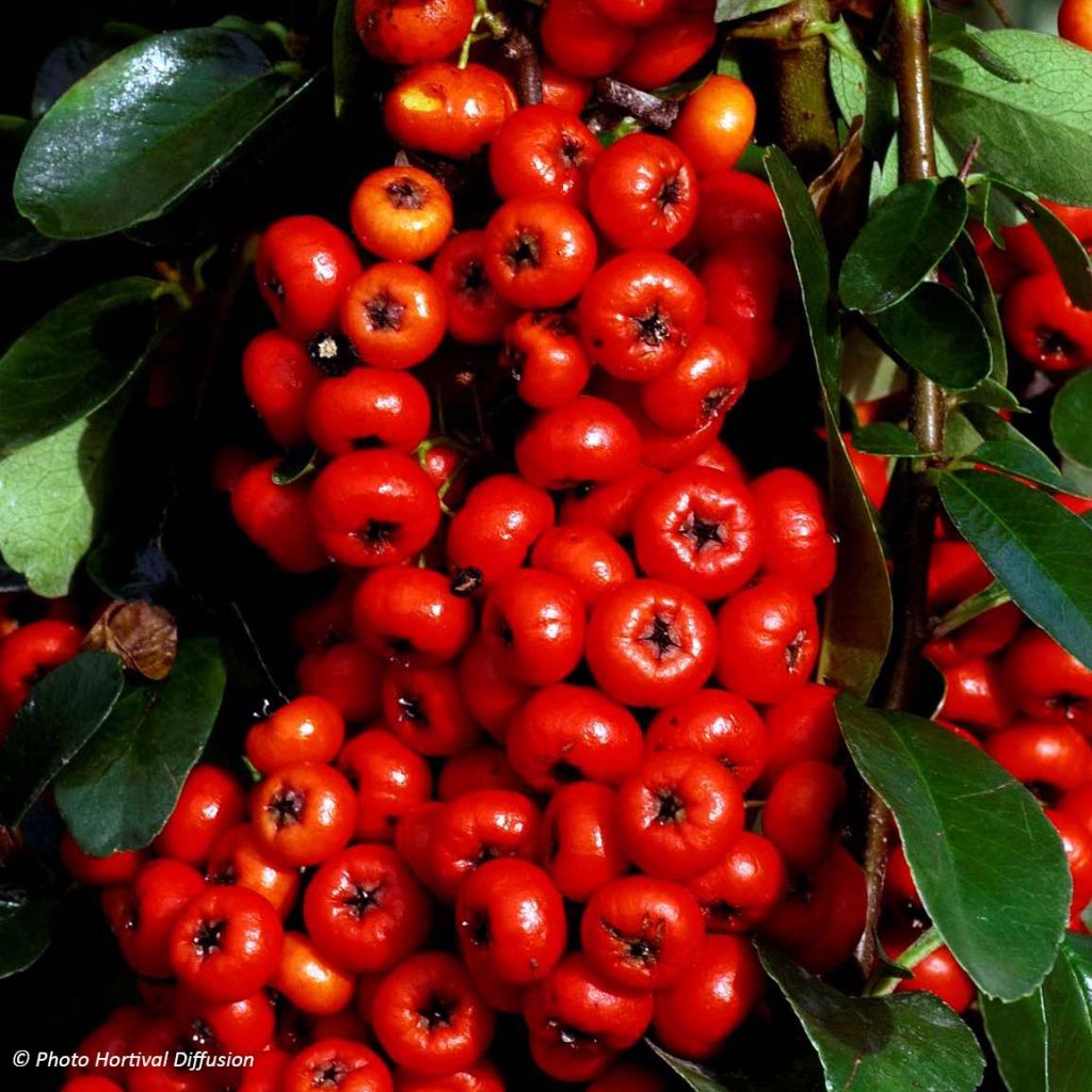 Pyracantha SAPHYR Rouge - Buisson ardent.