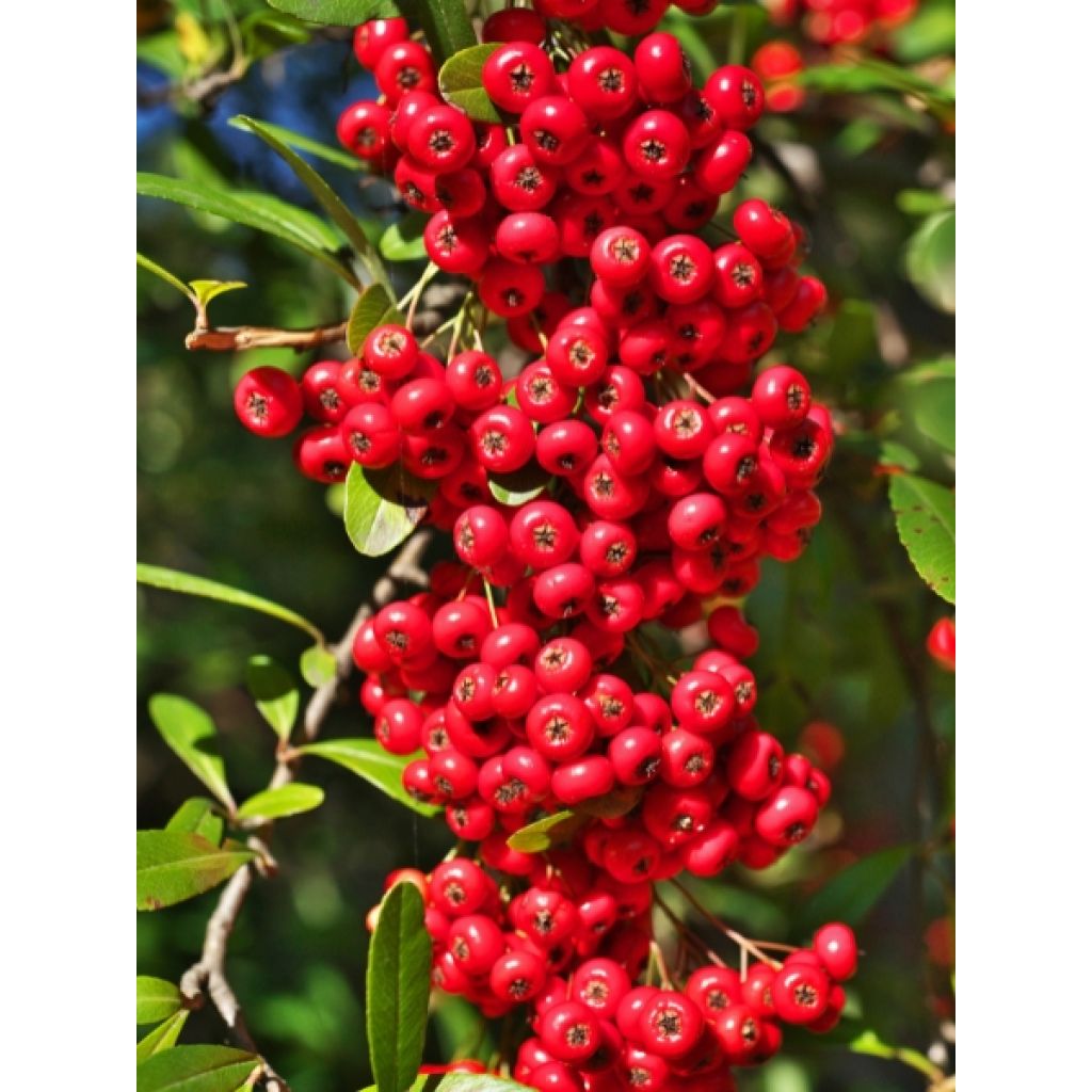 Pyracantha SAPHYR Rouge - Buisson ardent