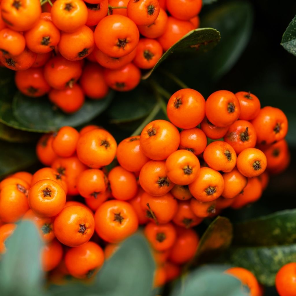 Pyracantha SAPHYR Orange - Buisson ardent