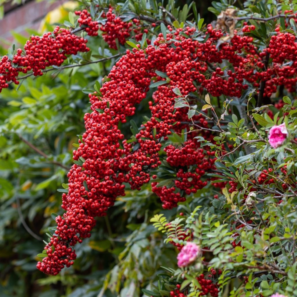 Pyracantha SAPHYR Rouge - Buisson ardent