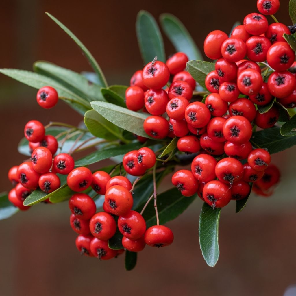 Pyracantha SAPHYR Rouge - Buisson ardent