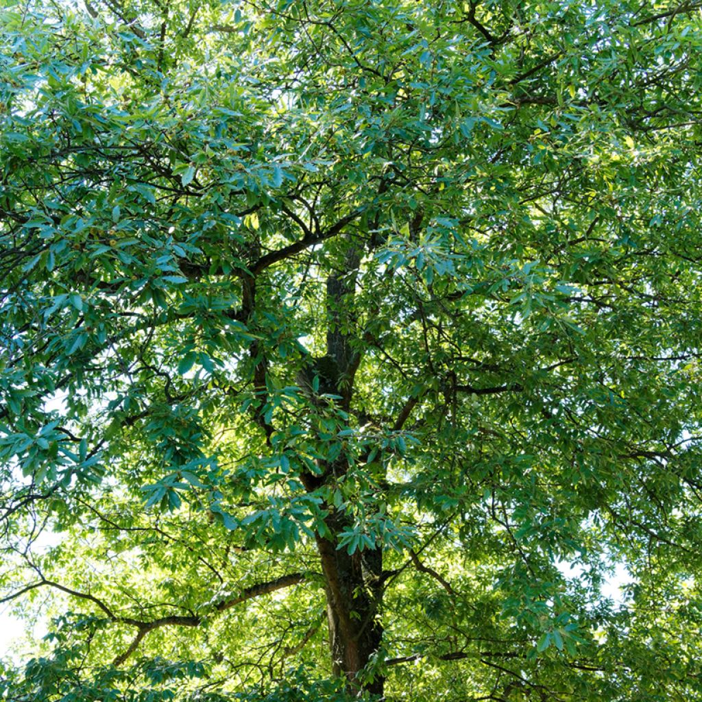 Quercus cerris - Chêne chevelu ou Chêne lombard