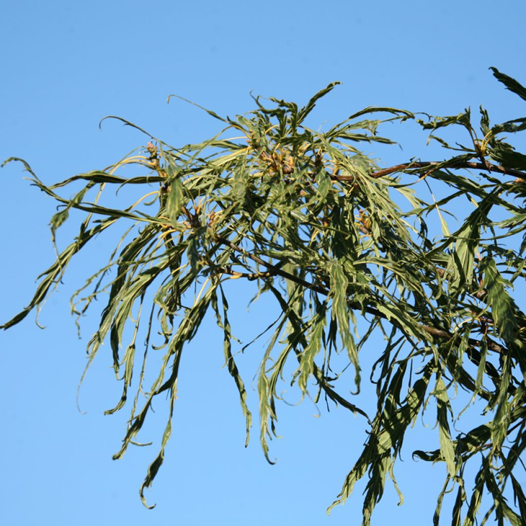 Quercus petraea Insecata - Chêne rouvre