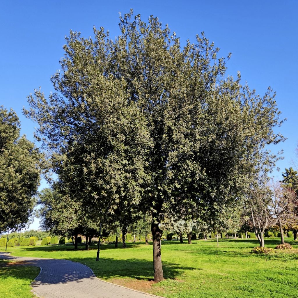 Chêne vert - Quercus ilex 
