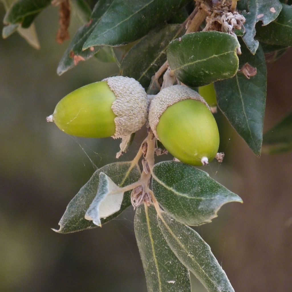 Chêne vert - Quercus ilex 