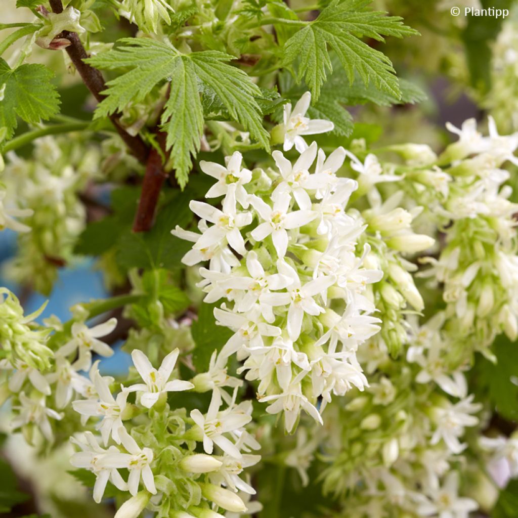 Ribes sanguineum Oregon Snowflake - Groseillier à fleurs