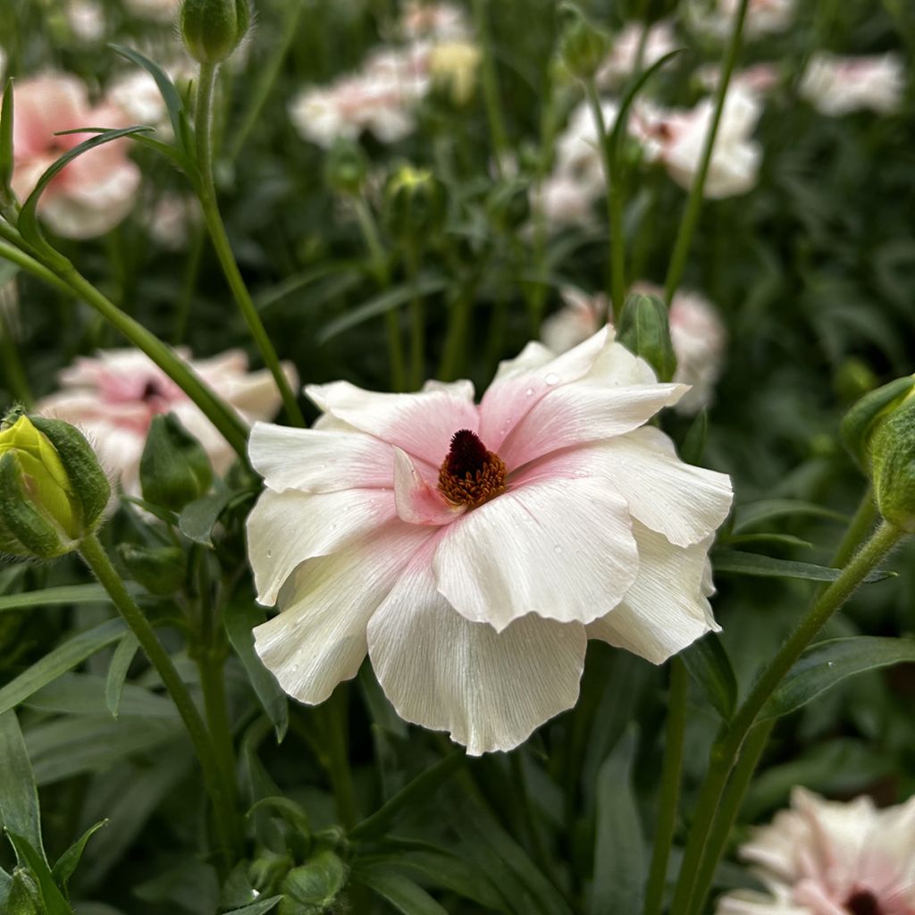 Renoncule des fleuristes Butterfly Ariadne – Ranunculus asiaticus
