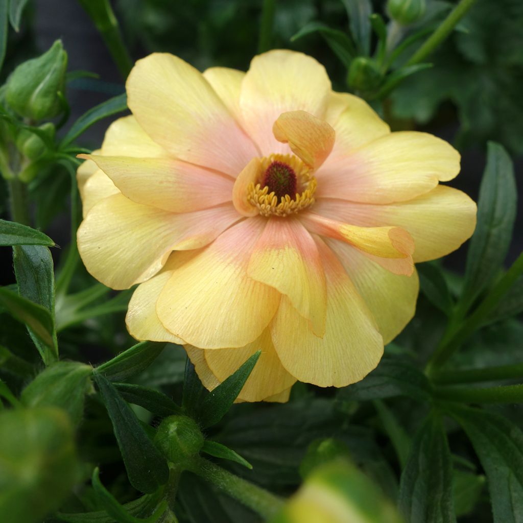 Renoncule des fleuristes Butterfly Dione – Ranunculus asiaticus