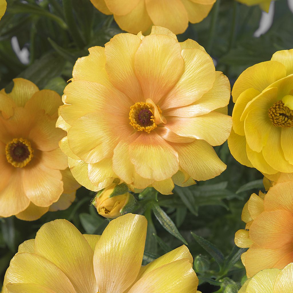 Renoncule des fleuristes Butterfly Dione – Ranunculus asiaticus