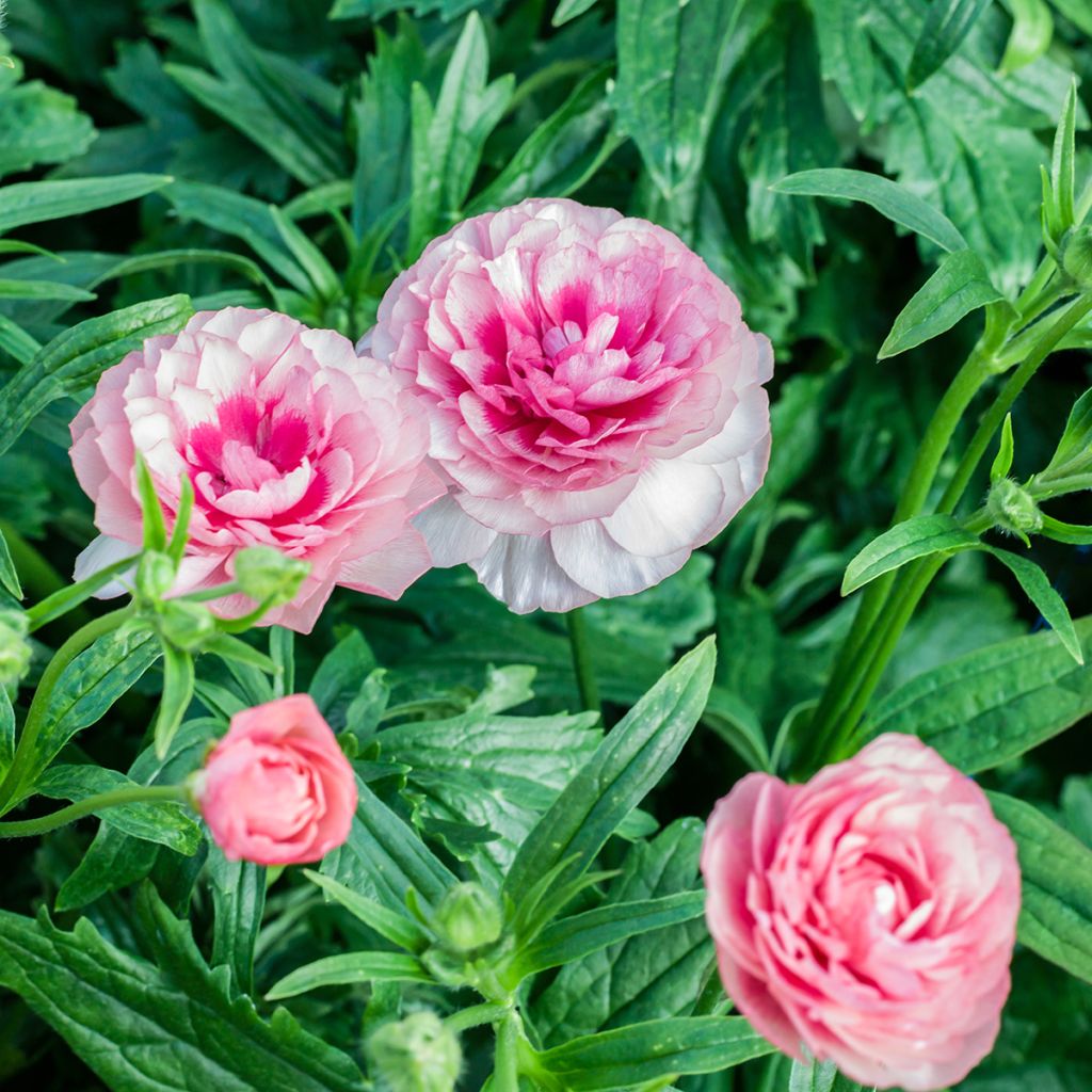 Renoncule des fleuristes Butterfly Hera – Ranunculus asiaticus