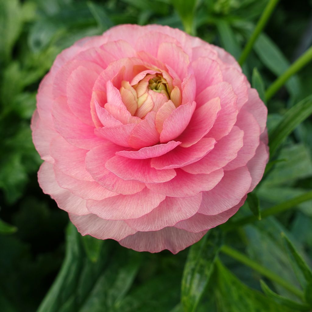 Renoncule des fleuristes Butterfly Hera – Ranunculus asiaticus