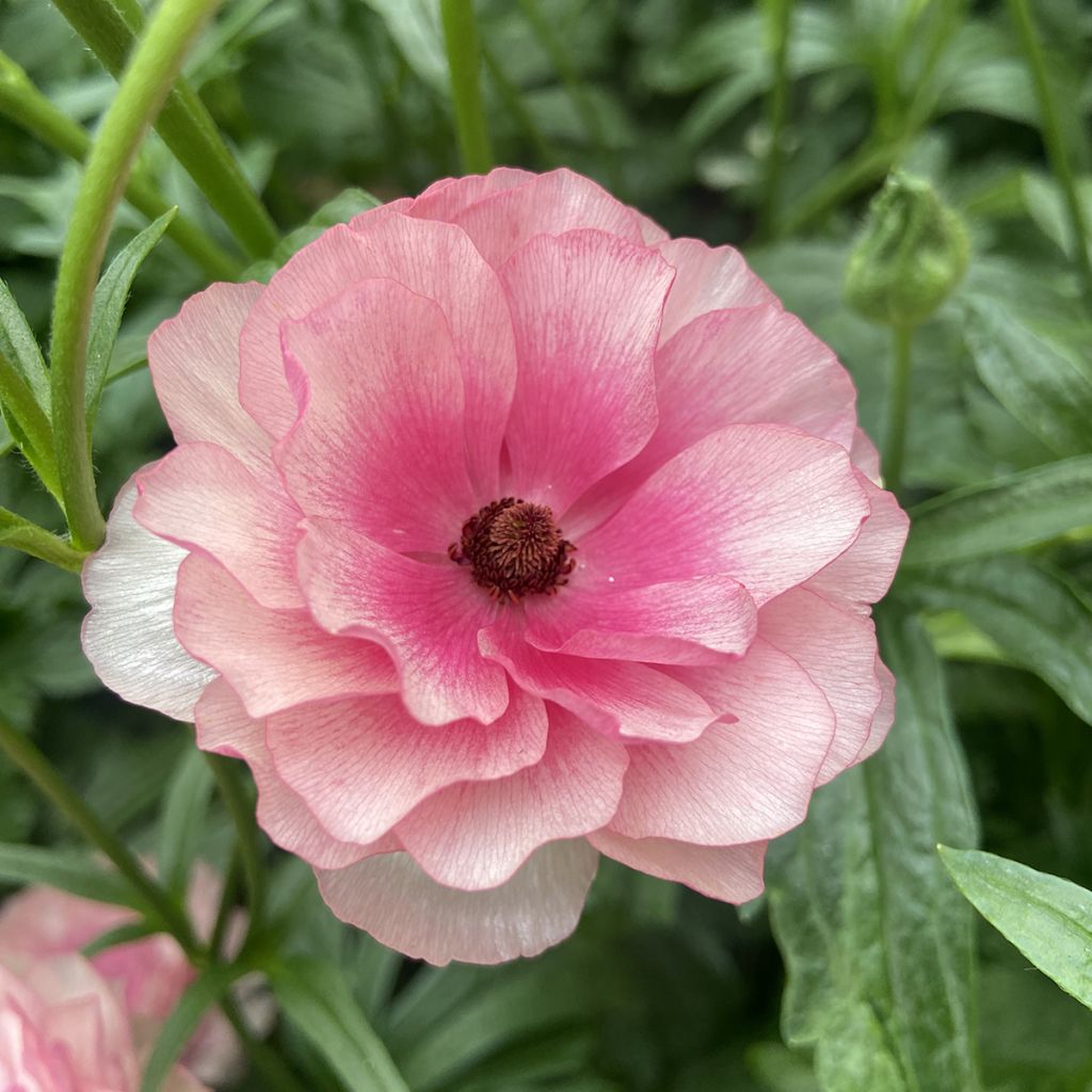 Renoncule des fleuristes Butterfly Hera – Ranunculus asiaticus