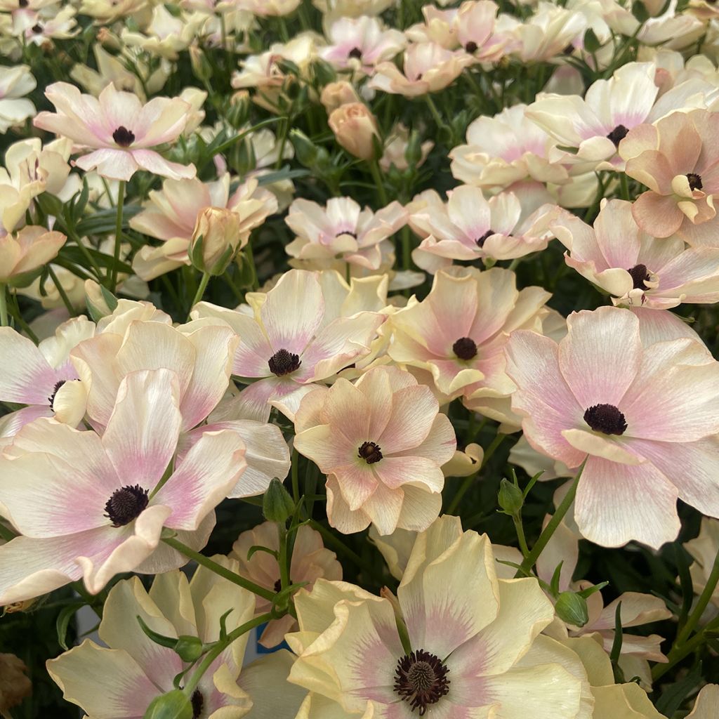 Renoncule des fleuristes Butterfly Hestia – Ranunculus asiaticus