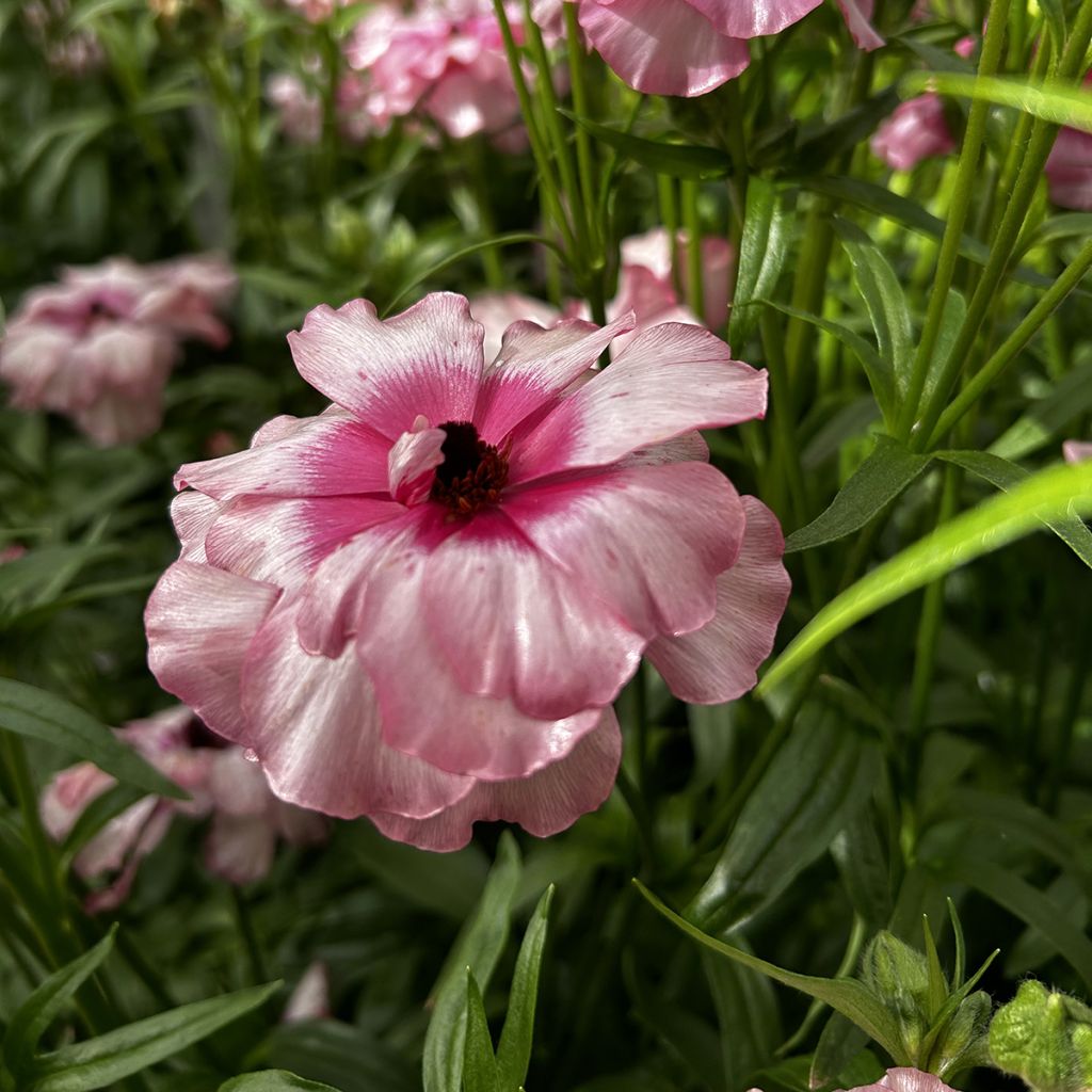 Renoncule des fleuristes Butterfly Lycia – Ranunculus asiaticus