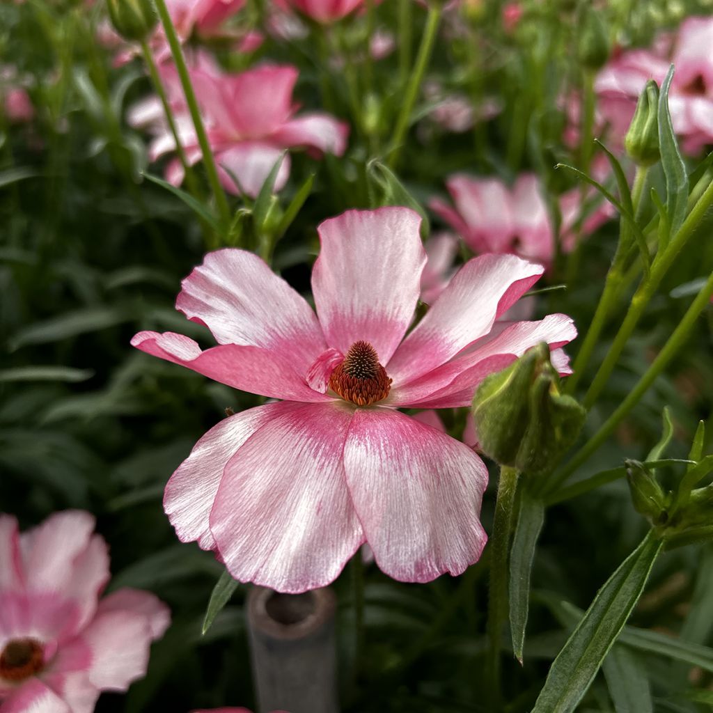 Renoncule des fleuristes Butterfly Lycia – Ranunculus asiaticus