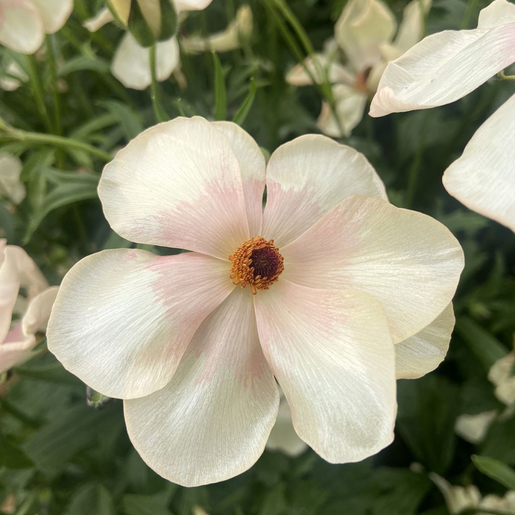 Renoncule des fleuristes Butterfly Melissa – Ranunculus asiaticus