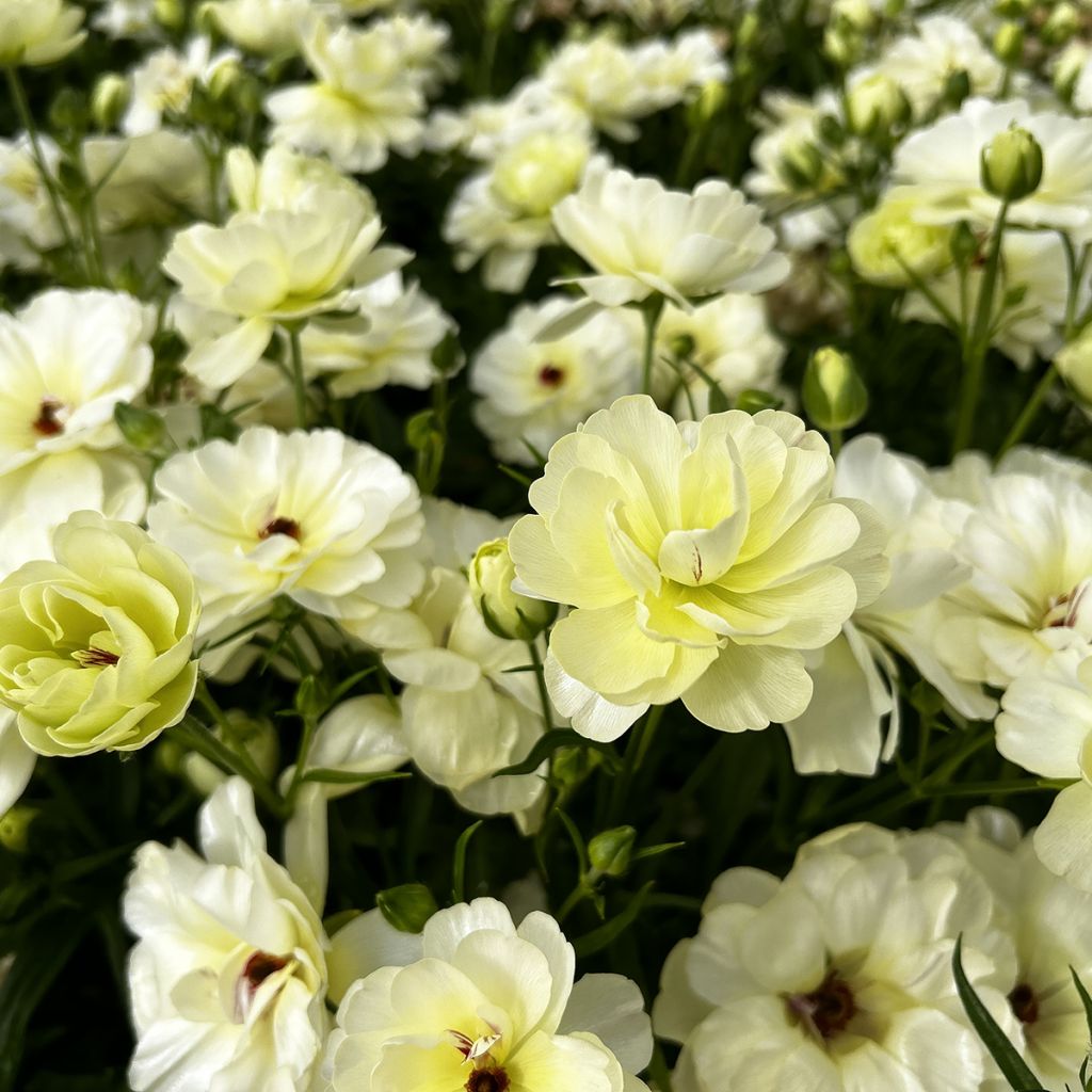 Renoncule des fleuristes Butterfly Ninos – Ranunculus asiaticus