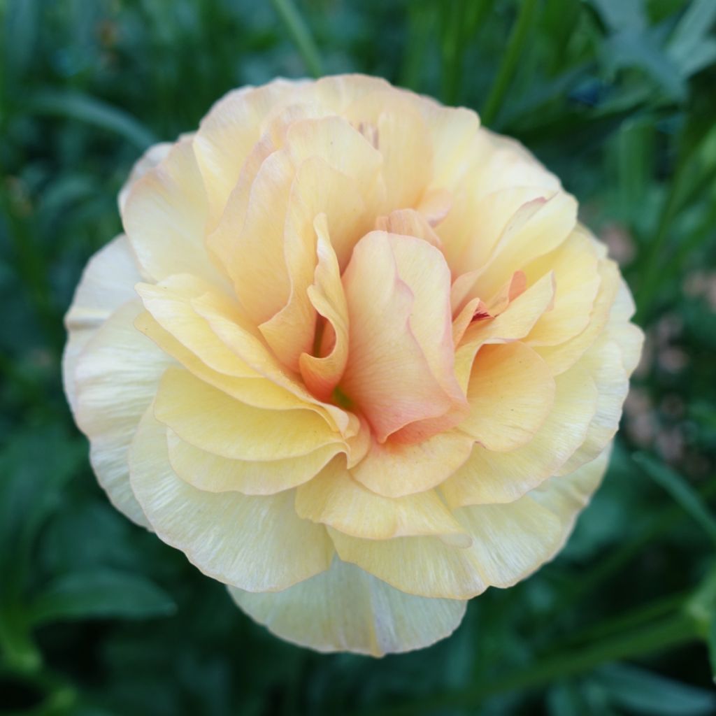 Renoncule des fleuristes Butterfly Vestalis – Ranunculus asiaticus