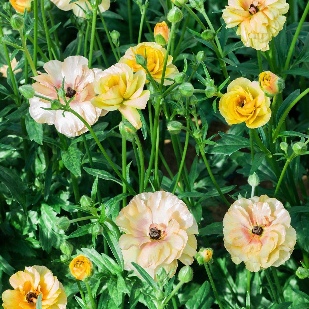 Renoncule des fleuristes Butterfly Vestalis – Ranunculus asiaticus