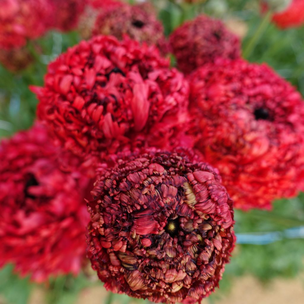 Renoncule des fleuristes Poodle Chaouen II – Ranunculus asiaticus