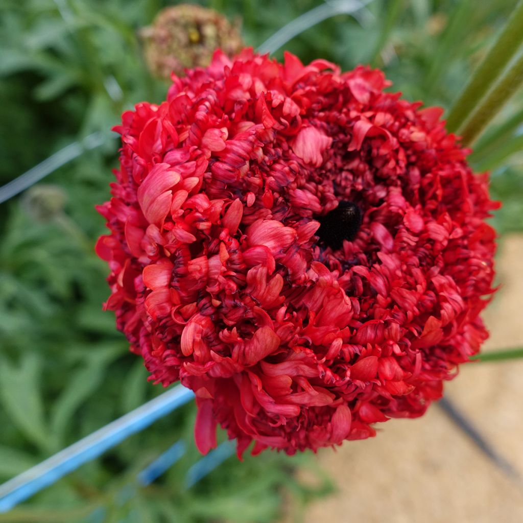 Renoncule des fleuristes Poodle Chaouen II – Ranunculus asiaticus
