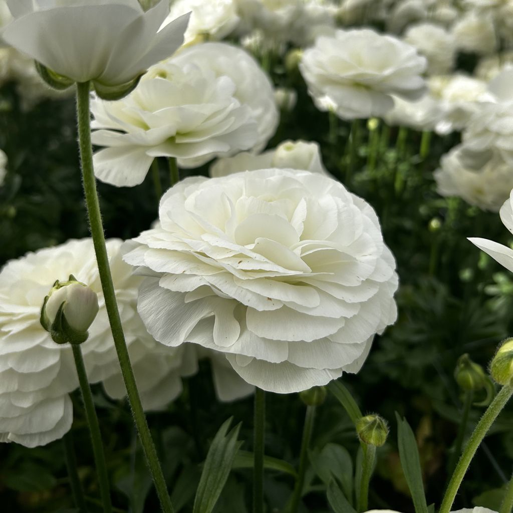 Renoncule des fleuristes Romance Courchevel – Ranunculus asiaticus