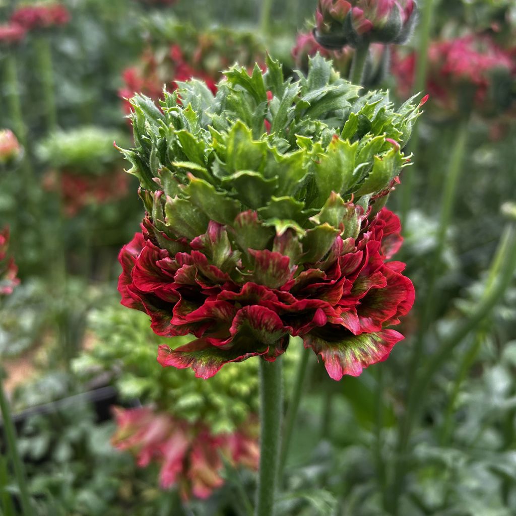 Renoncule des fleuristes Crown Bastille – Ranunculus asiaticus