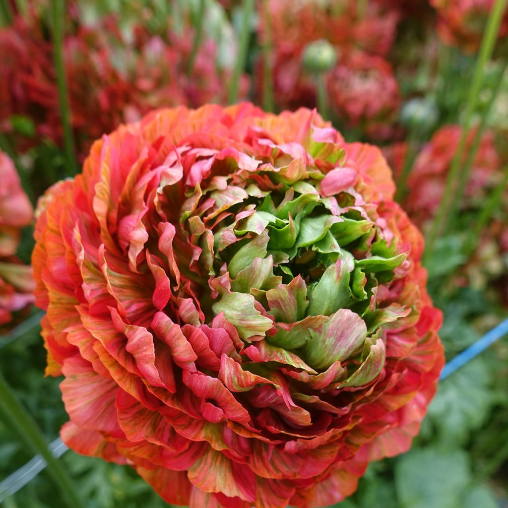 Renoncule des fleuristes Crown Bastille – Ranunculus asiaticus