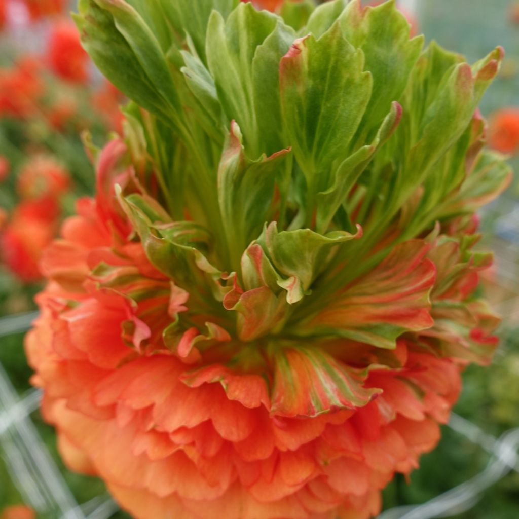 Renoncule des fleuristes Crown Nervion – Ranunculus asiaticus