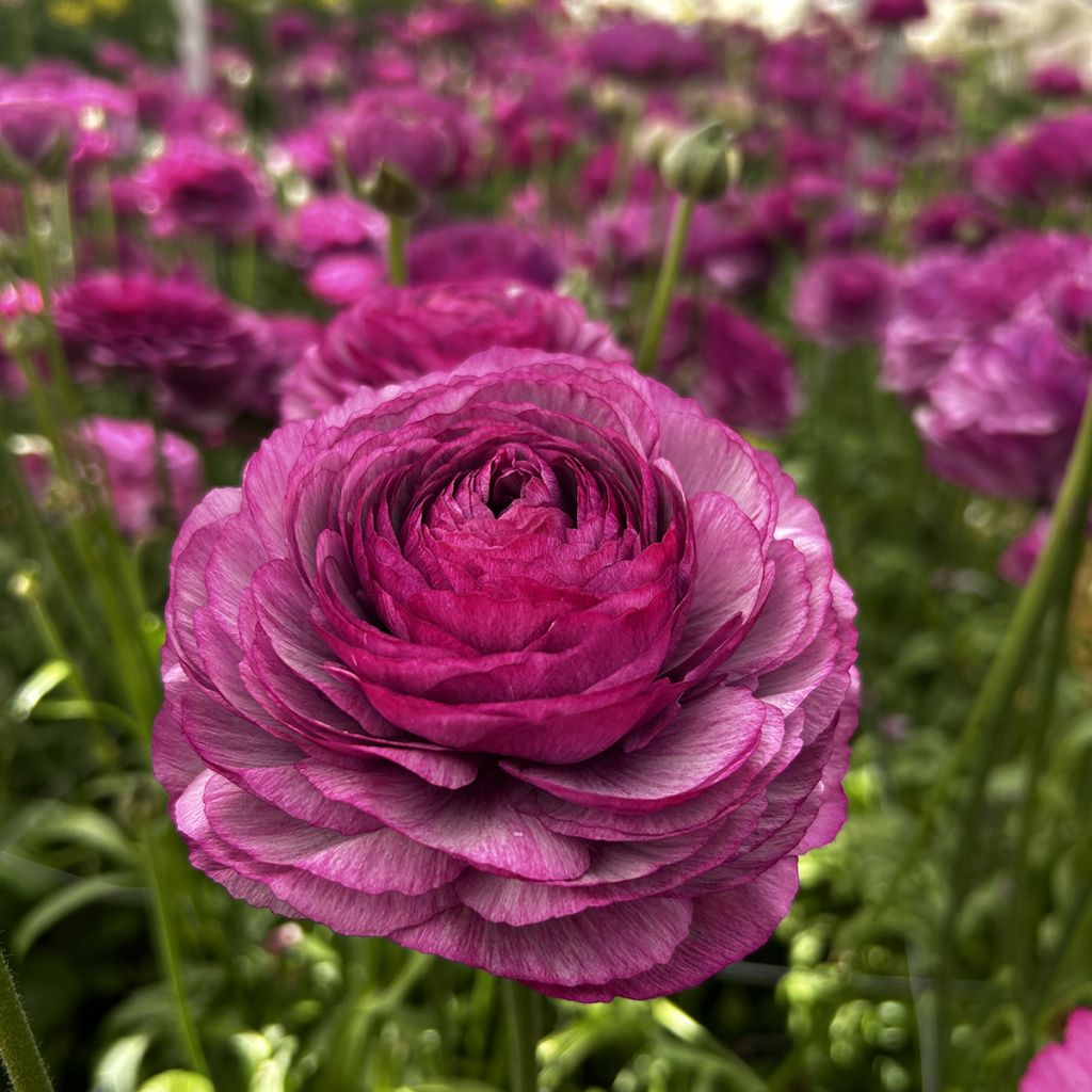 Renoncule des fleuristes Romance Loubeyres – Ranunculus asiaticus