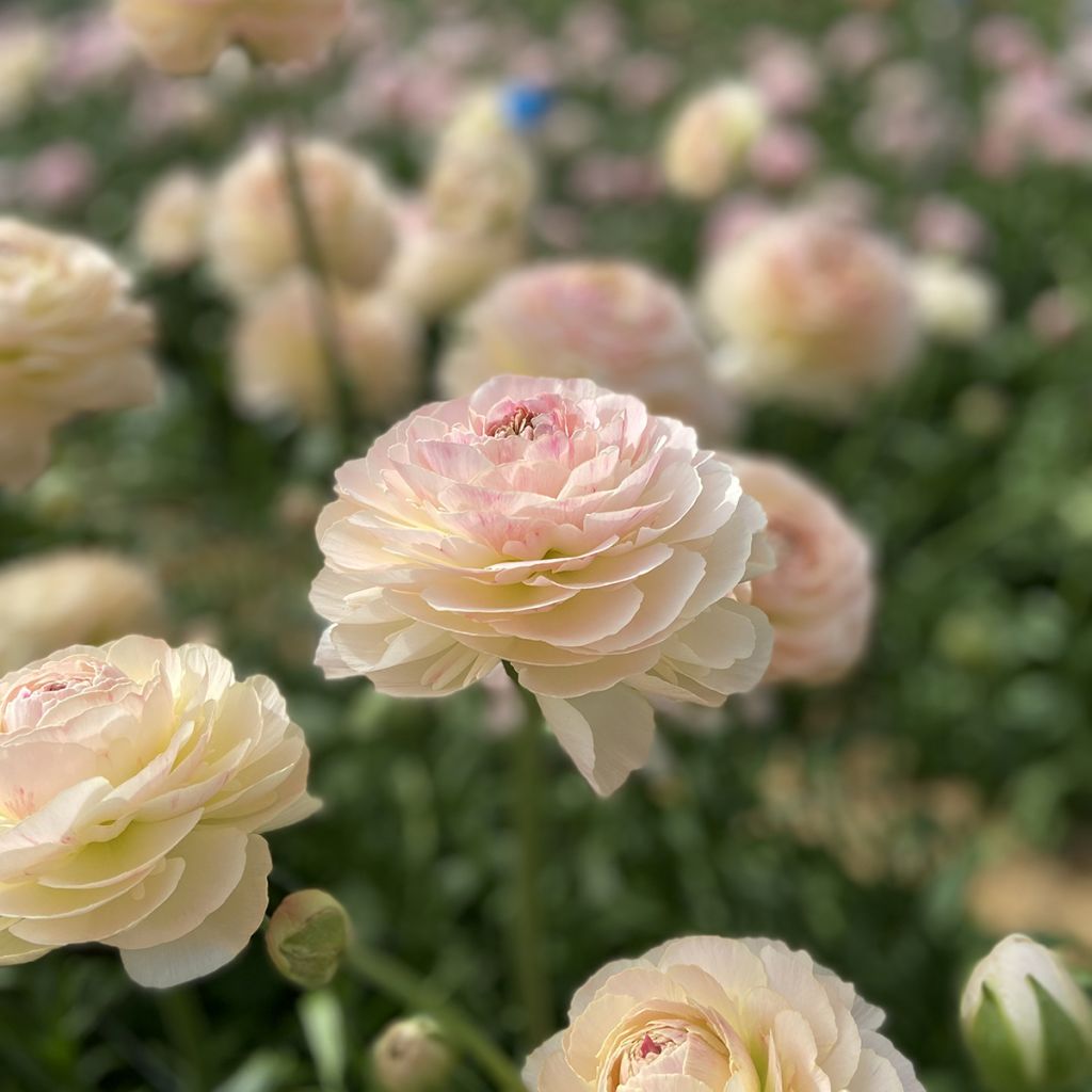 Renoncule des fleuristes Romance Maritime – Ranunculus asiaticus