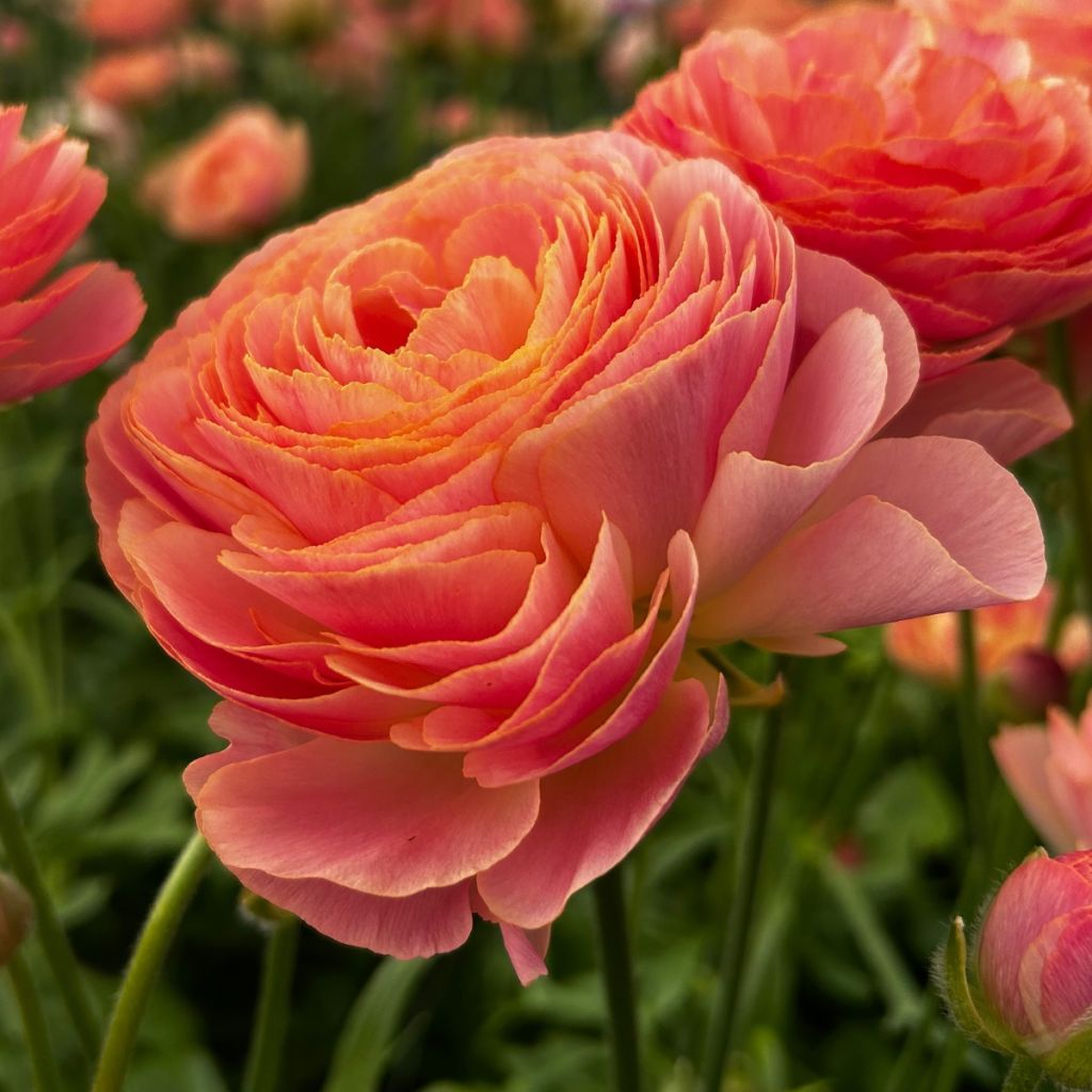 Renoncule des fleuristes Romance Nohant – Ranunculus asiaticus