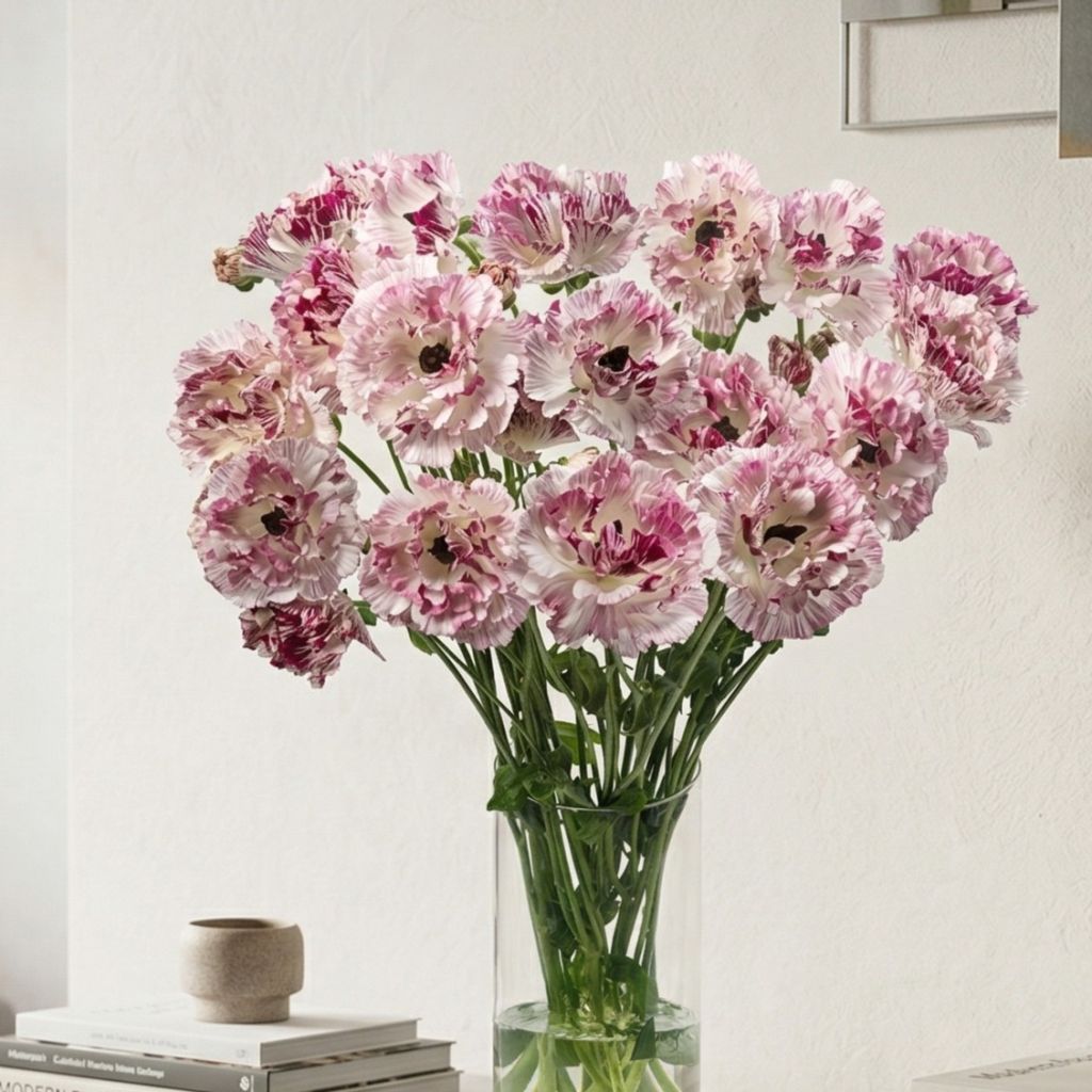 Renoncule des fleuristes Brushmark Cesar – Ranunculus asiaticus