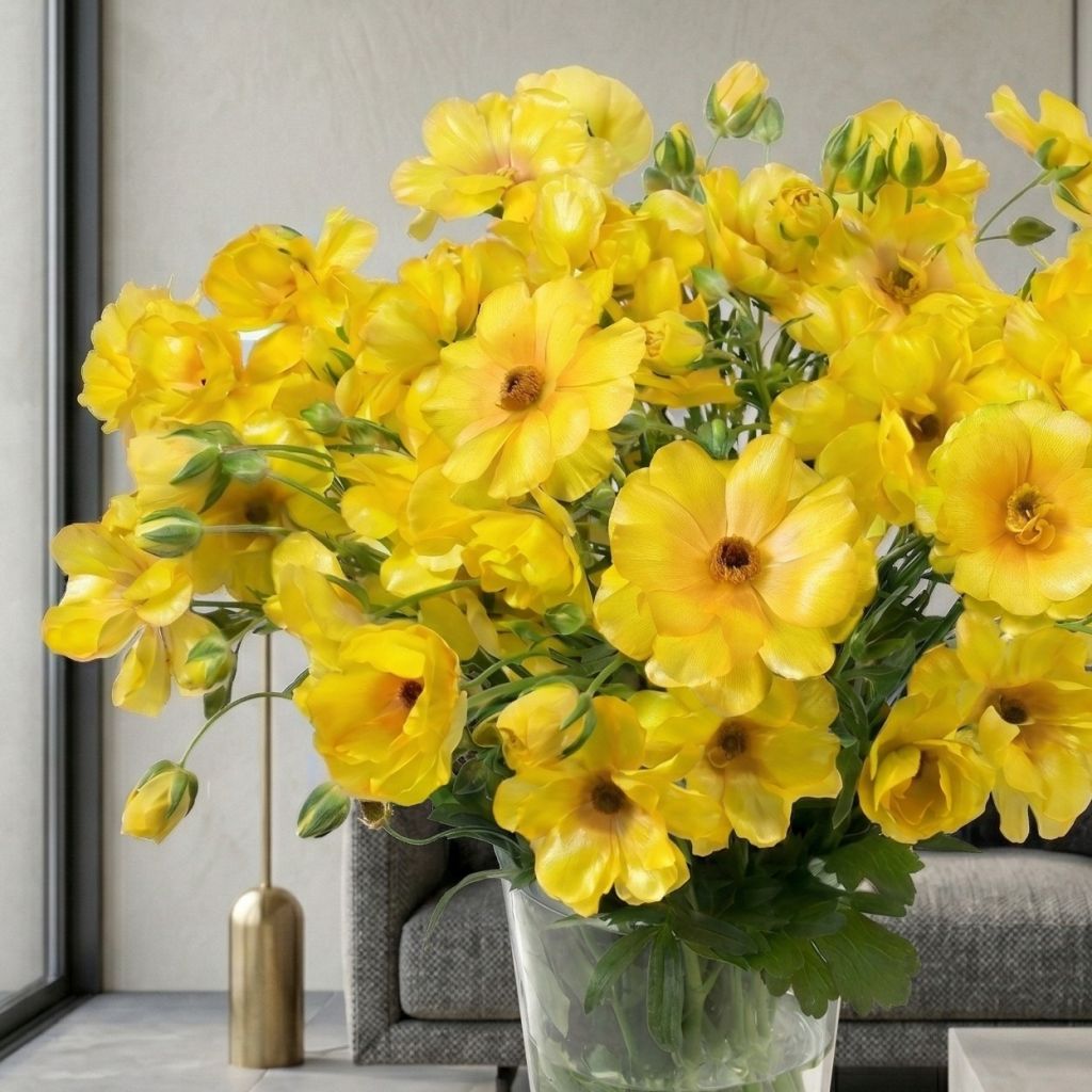 Renoncule des fleuristes Butterfly Dione – Ranunculus asiaticus