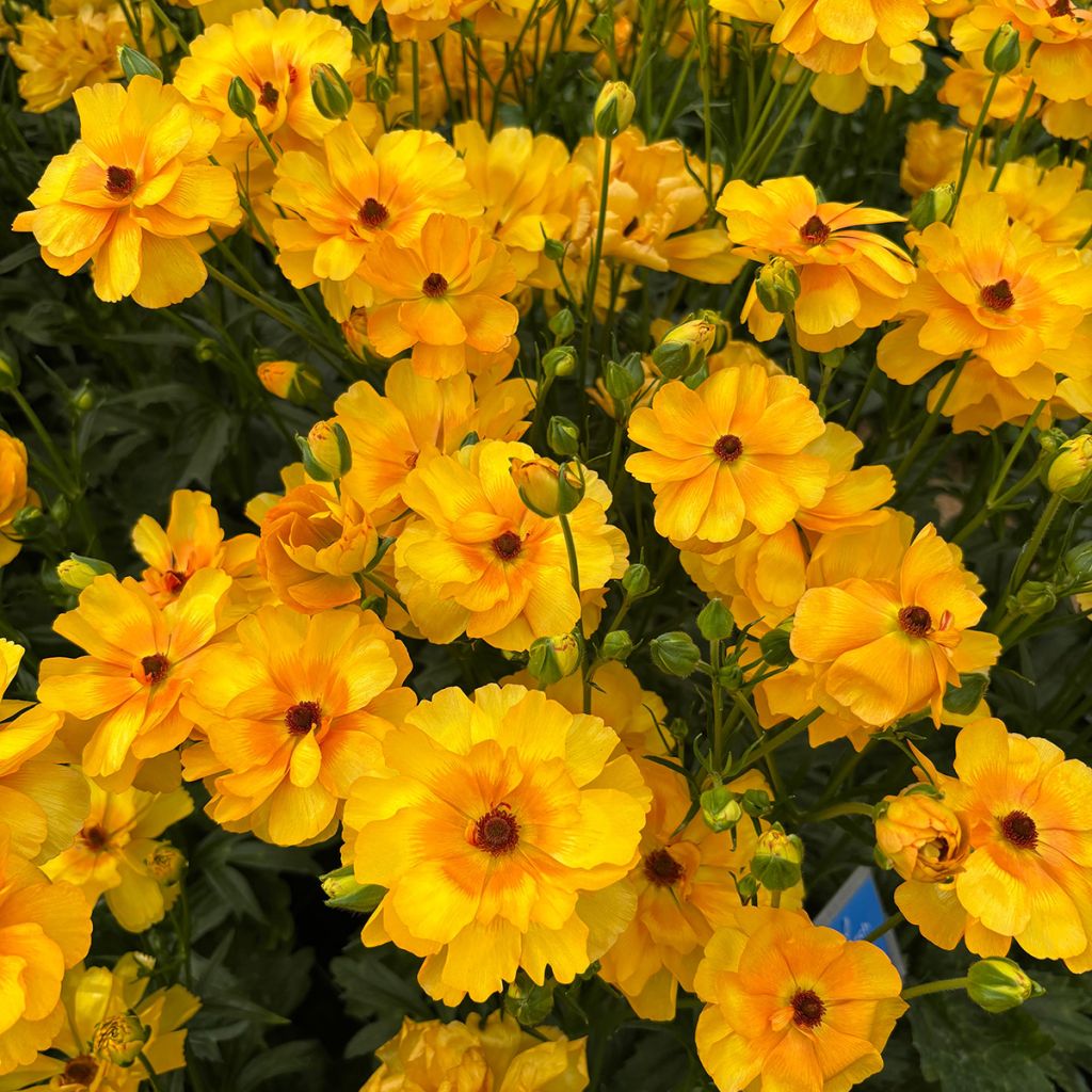 Renoncule des fleuristes Butterfly Minerva – Ranunculus asiaticus