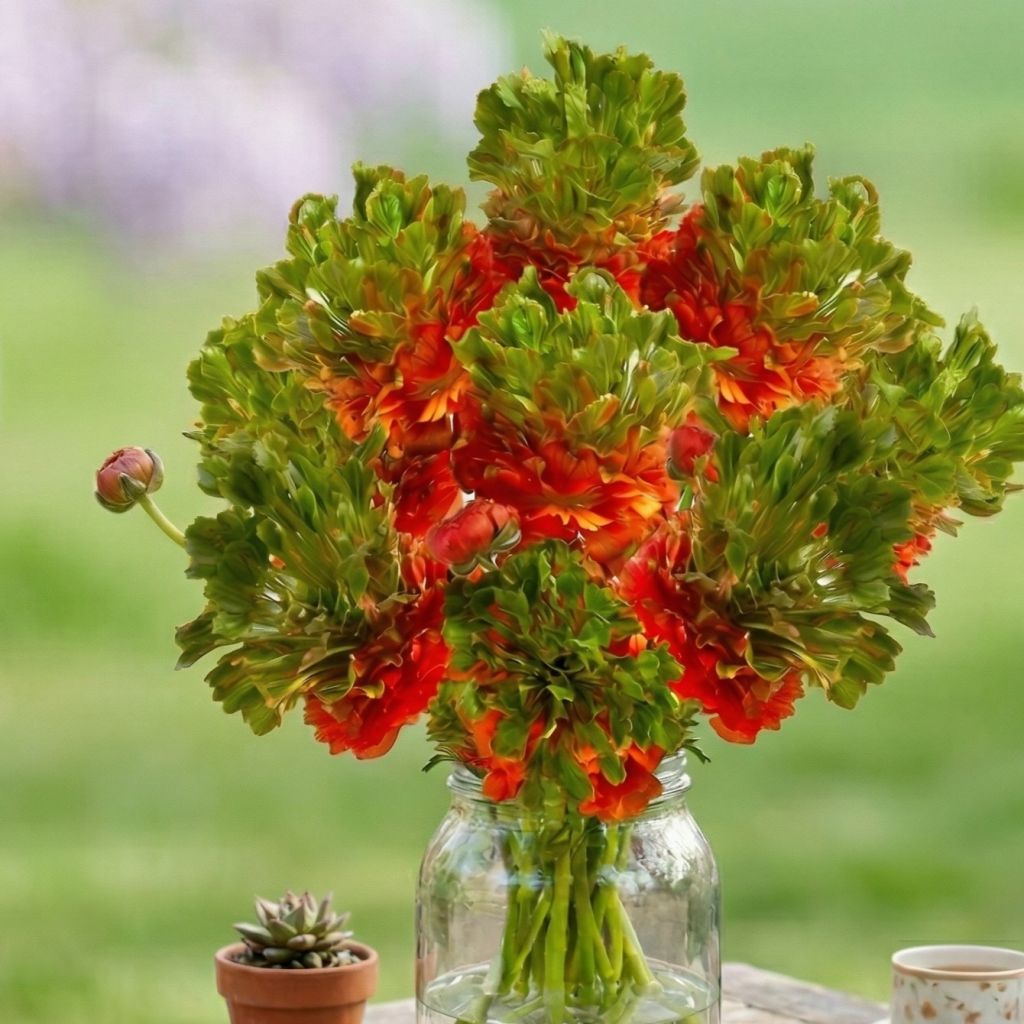 Renoncule des fleuristes Crown Nervion – Ranunculus asiaticus