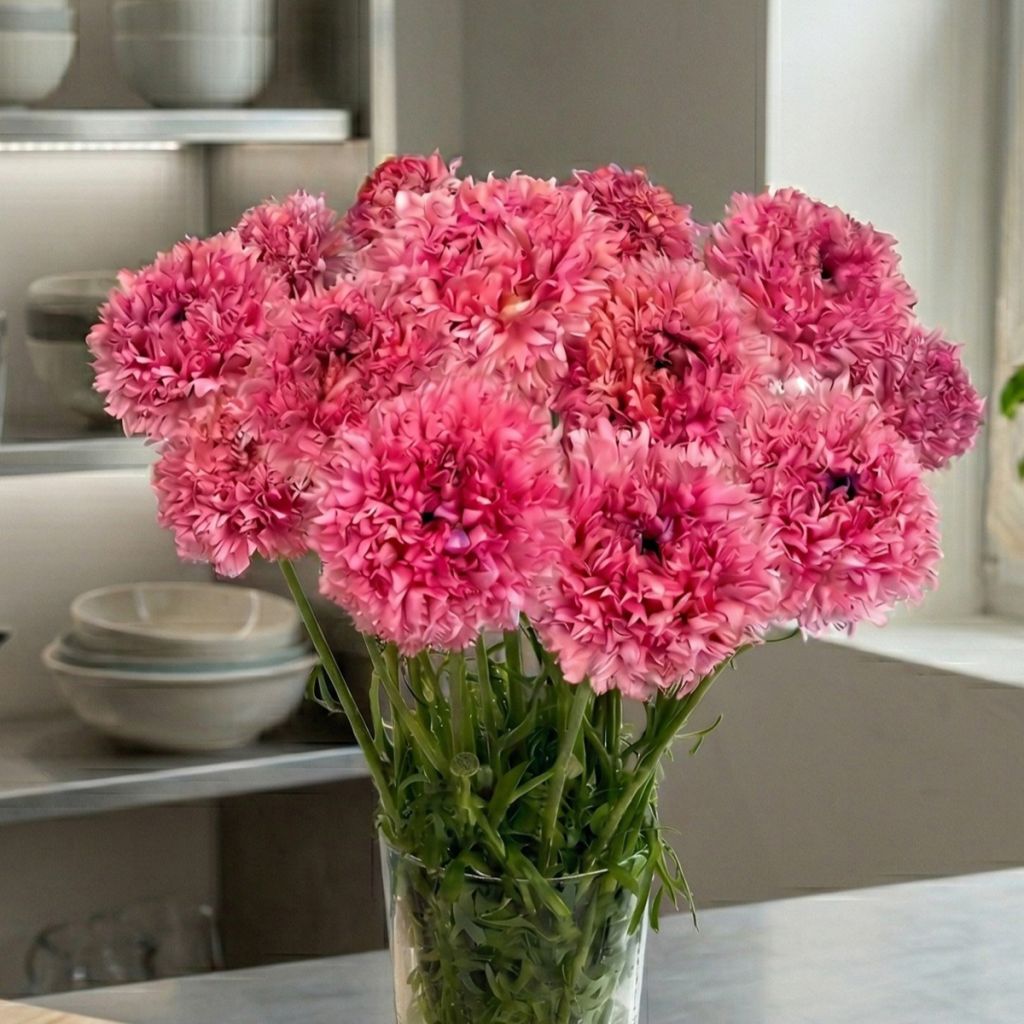 Renoncule des fleuristes Poodle Ramlia – Ranunculus asiaticus
