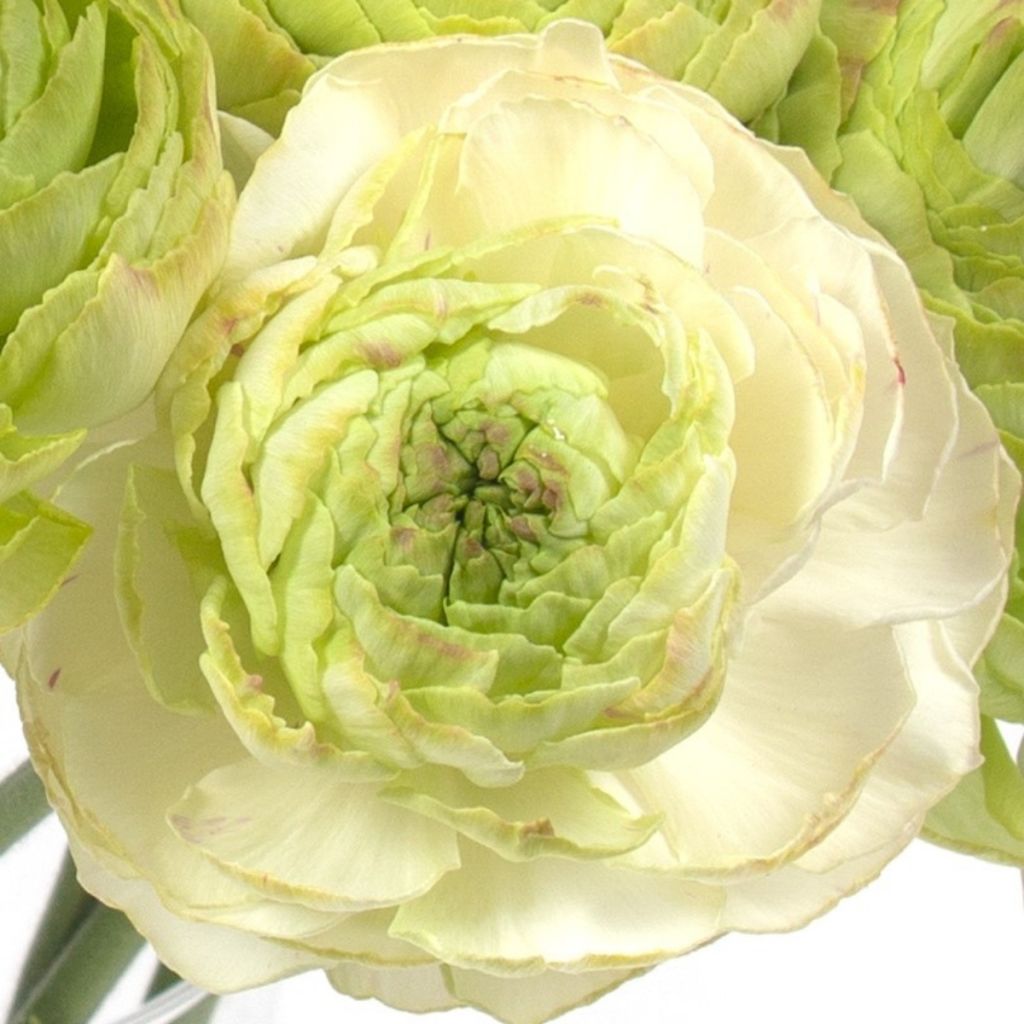 Renoncule des fleuristes Supreme Light Green – Ranunculus asiaticus
