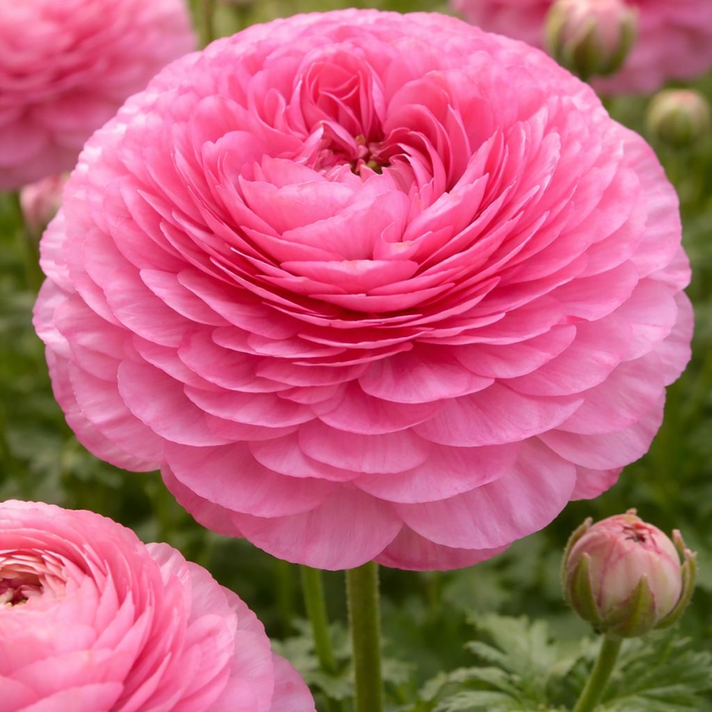 Renoncule des fleuristes Supreme Pink – Ranunculus asiaticus