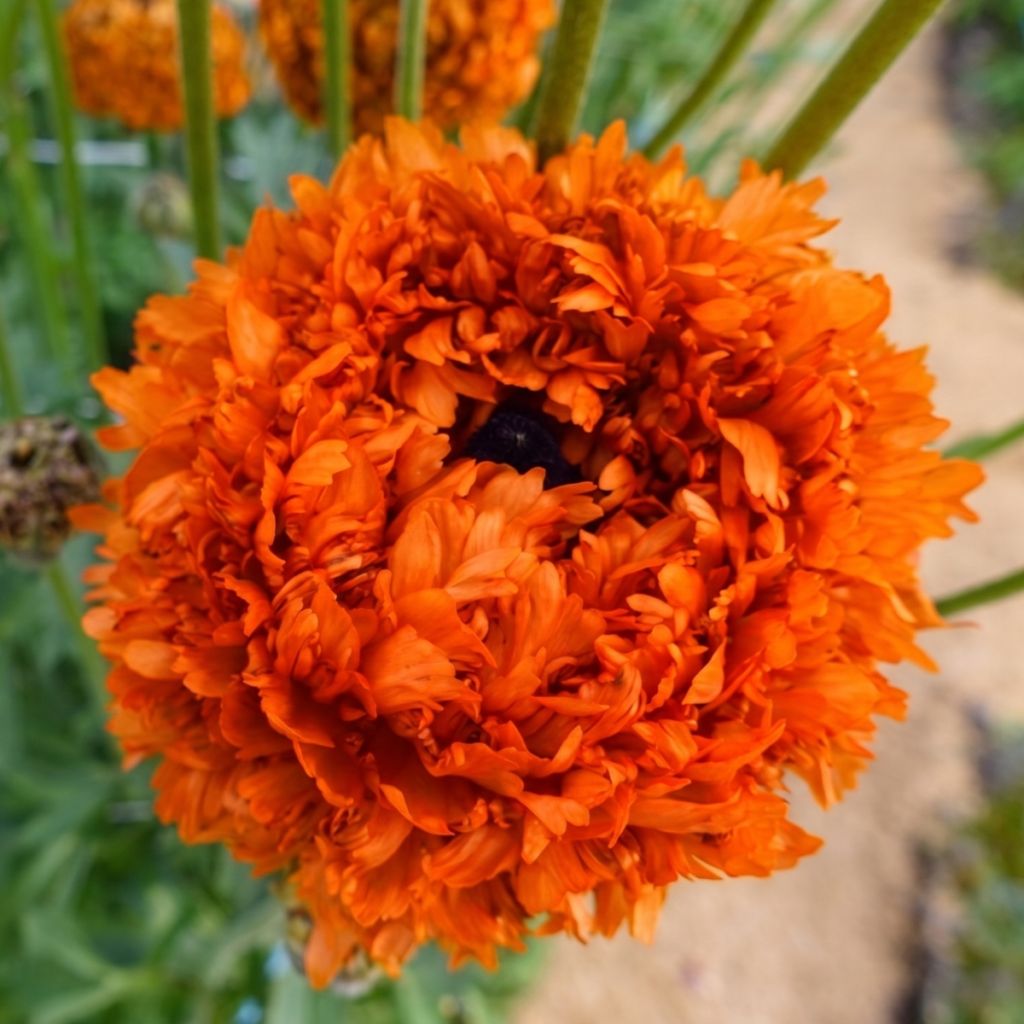 Renoncule des fleuristes Poodle Mudassar – Ranunculus asiaticus