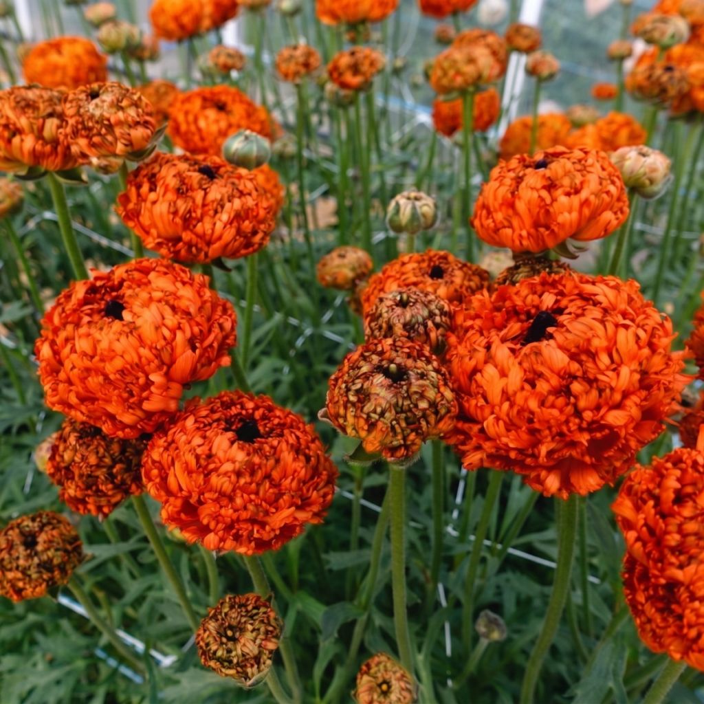 Renoncule des fleuristes Poodle Mudassar – Ranunculus asiaticus