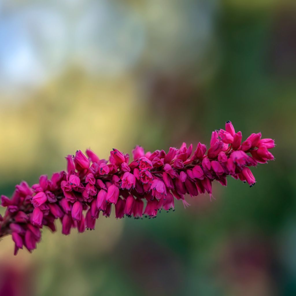 Renouée - Persicaria amplexicaulis var. pendula