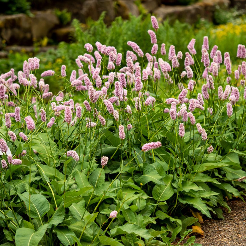 Renouée - Persicaria bistorta Superba