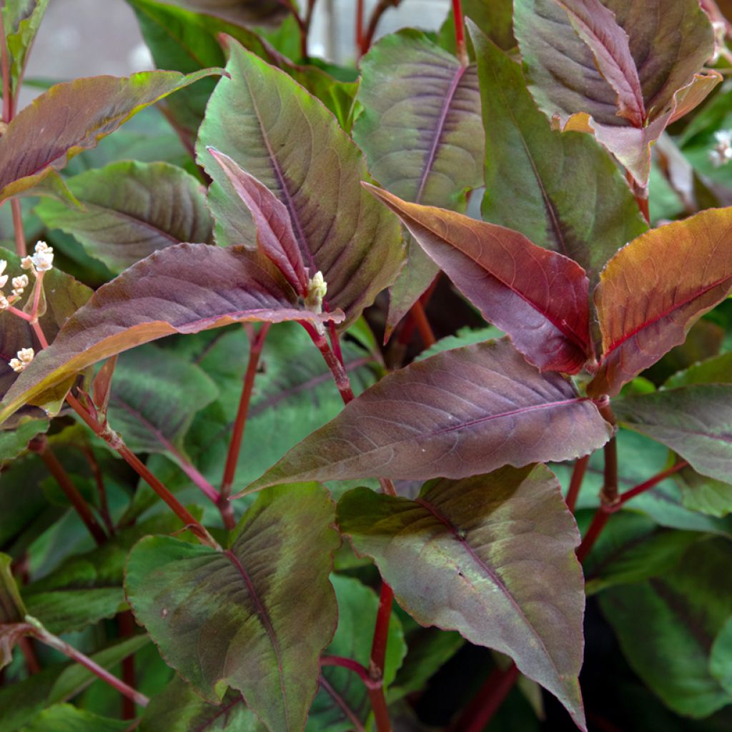 Renouée - Persicaria micro. Red Dragon