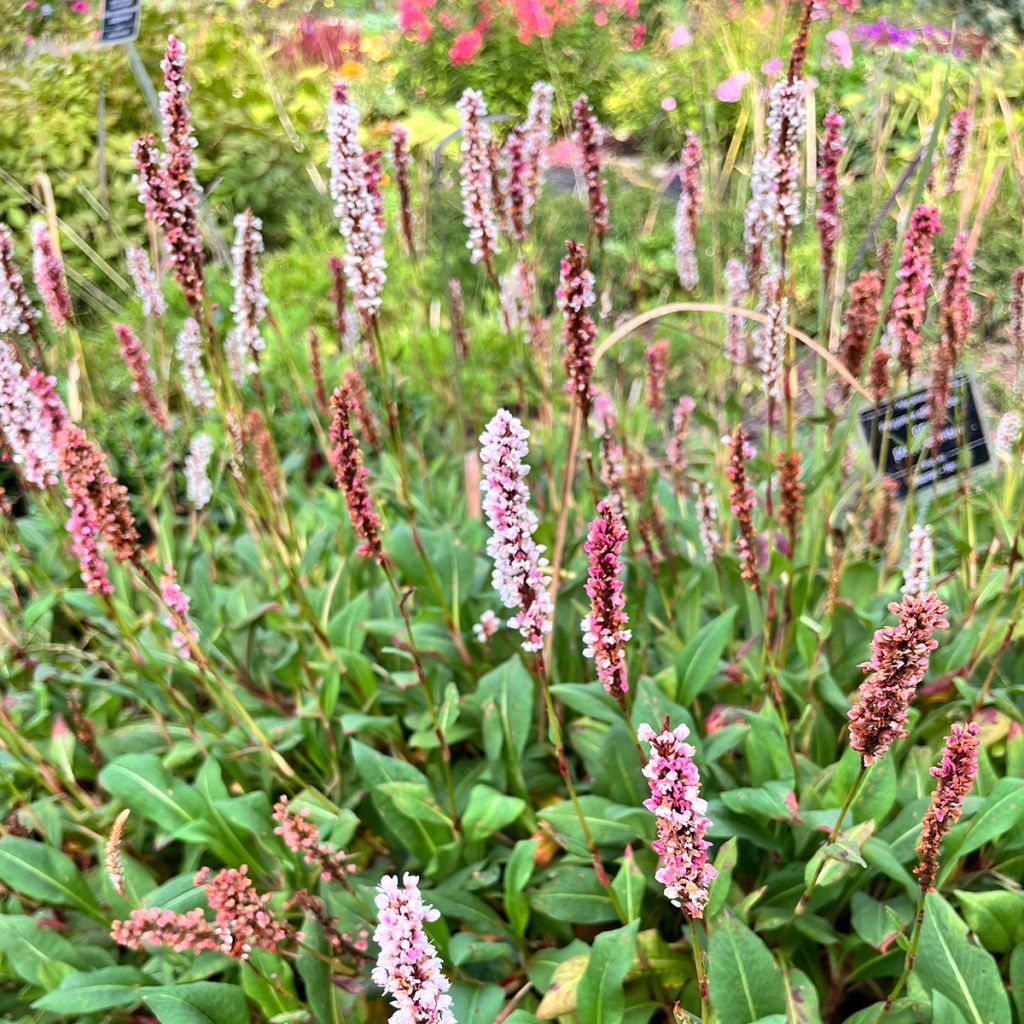 Renouée - Persicaria affinis Darjeeling Red