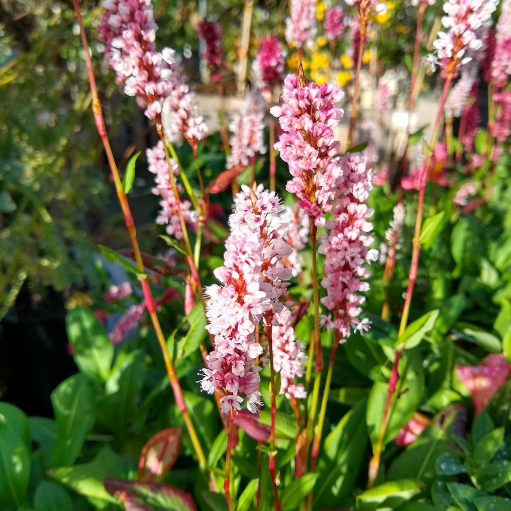 Renouée - Persicaria affinis Darjeeling Red