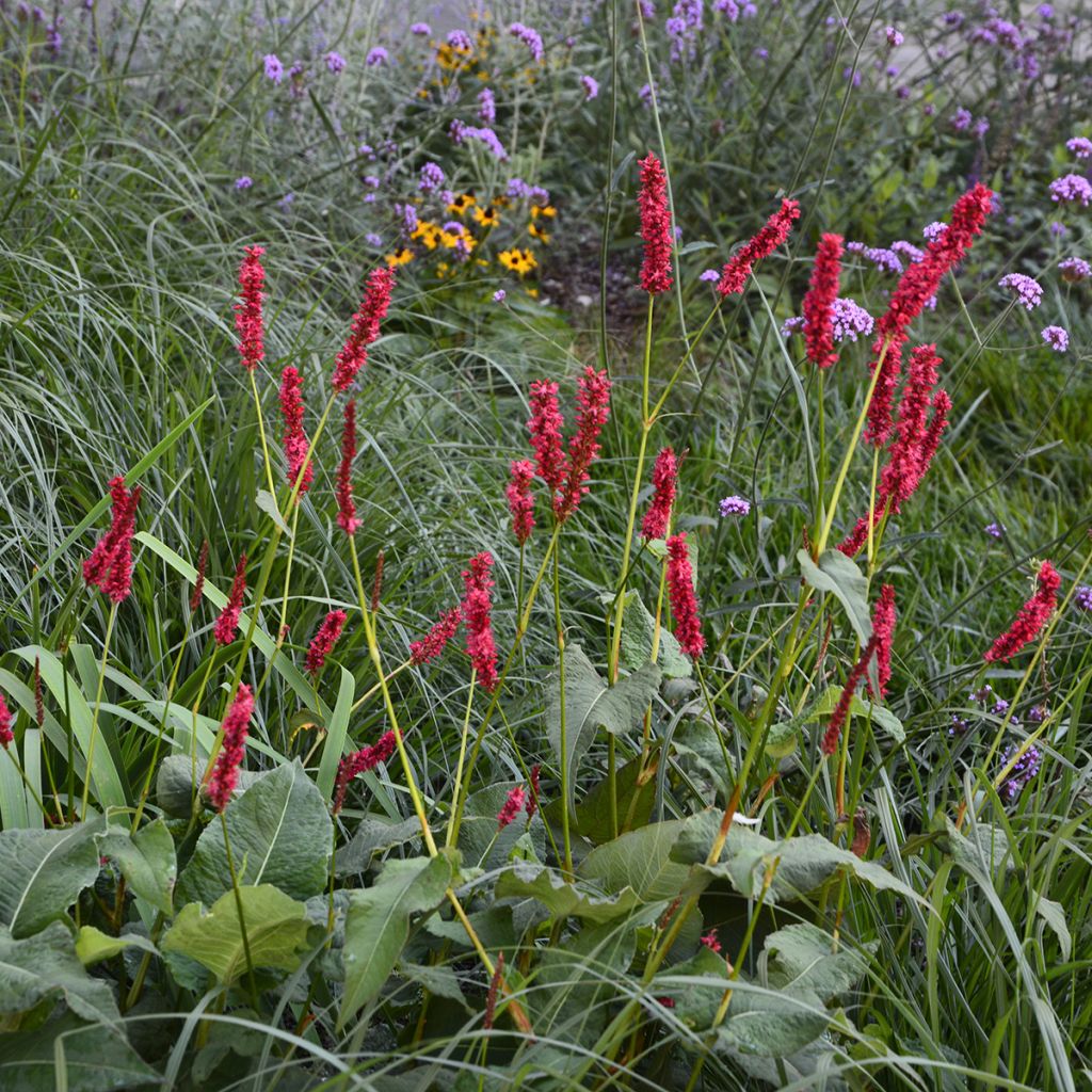 Renouée - Persicaria amplexicaulis Blackfield