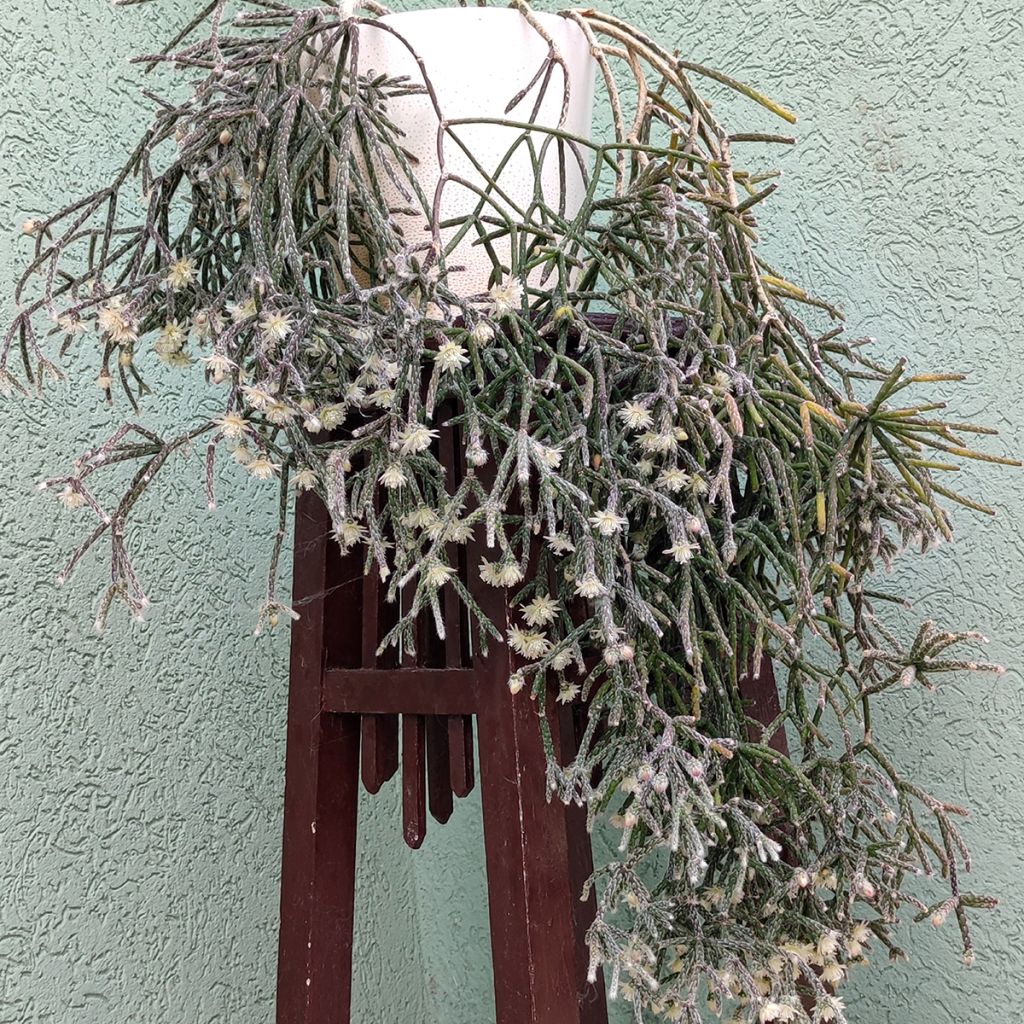 Rhipsalis cereuscula - Cactus corail