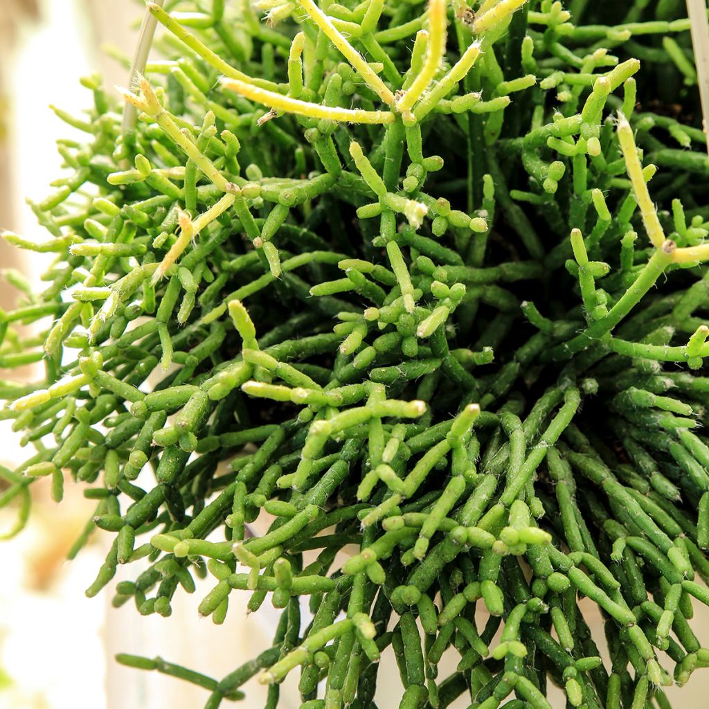 Rhipsalis cereuscula - Cactus corail
